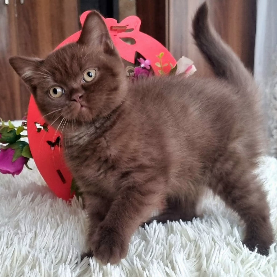 Rami British Shorthair male, chocolate