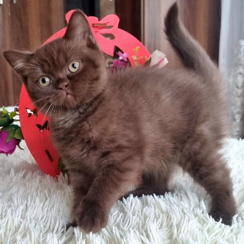 Rami British Shorthair male, chocolate
