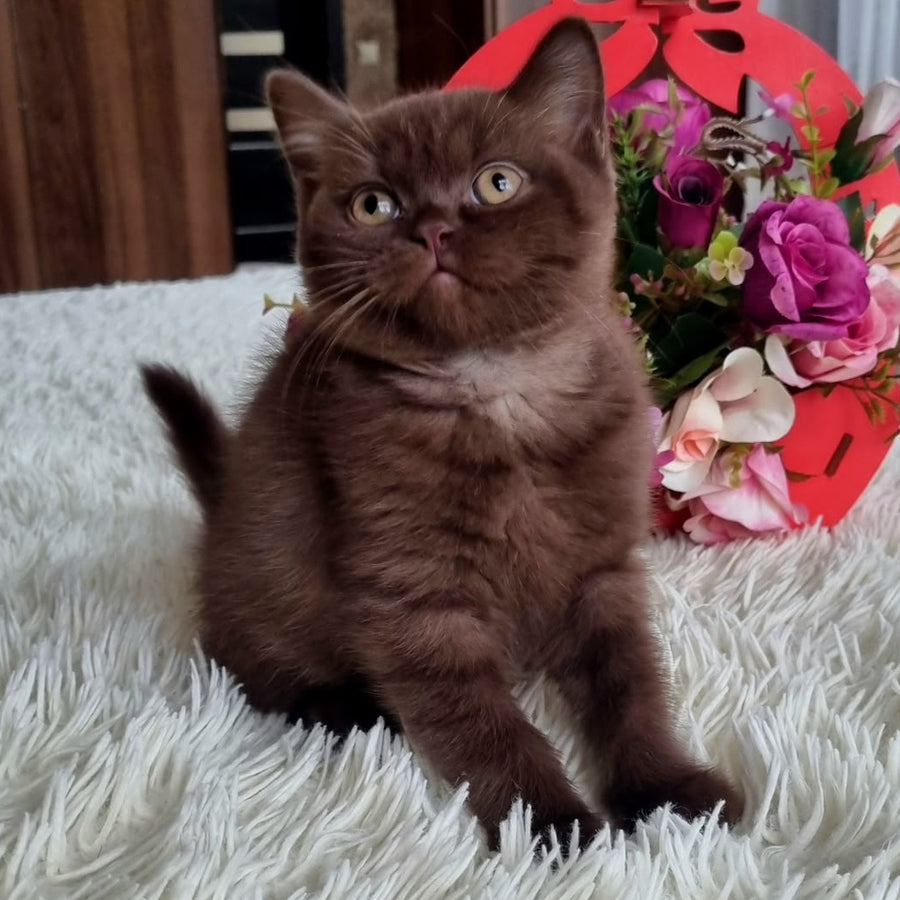 Rami British Shorthair male, chocolate
