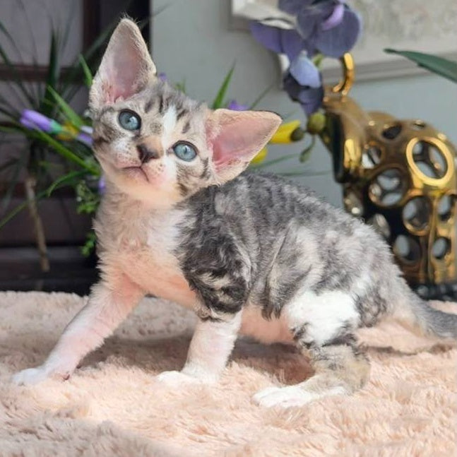 Lily Devon Rex female, black tortie with white tabby