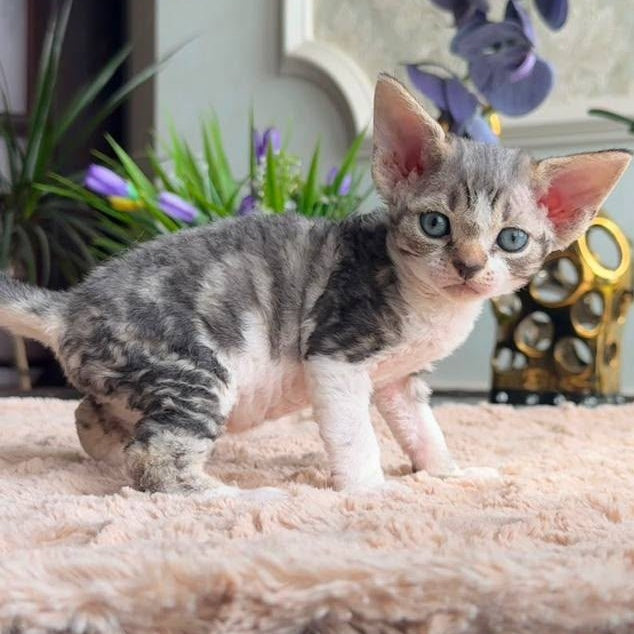 Lily Devon Rex female, black tortie with white tabby