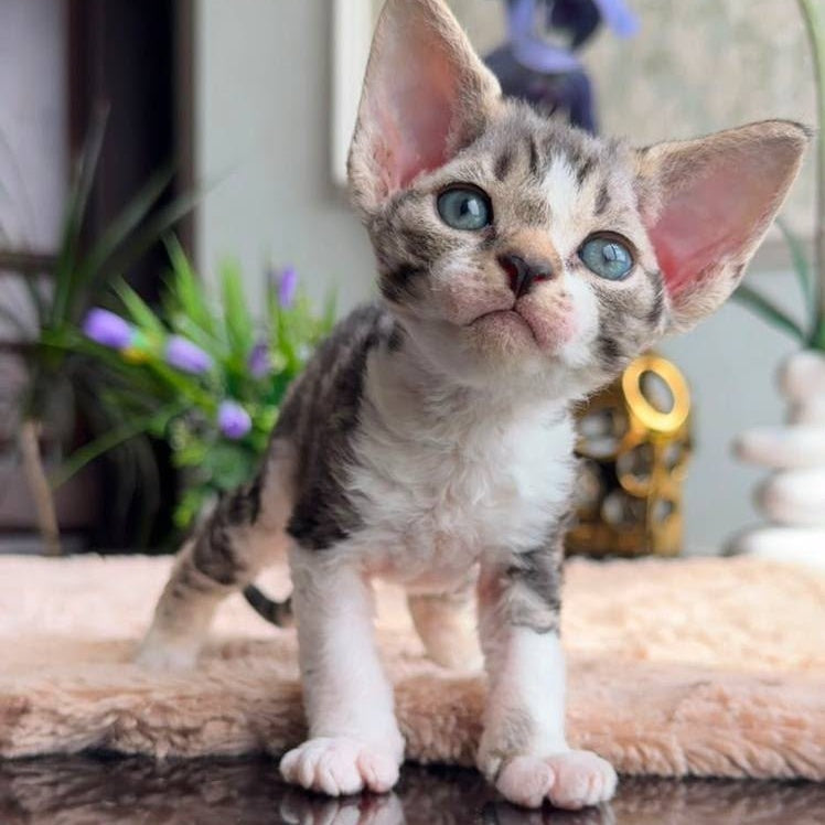 Lily Devon Rex female, black tortie with white tabby