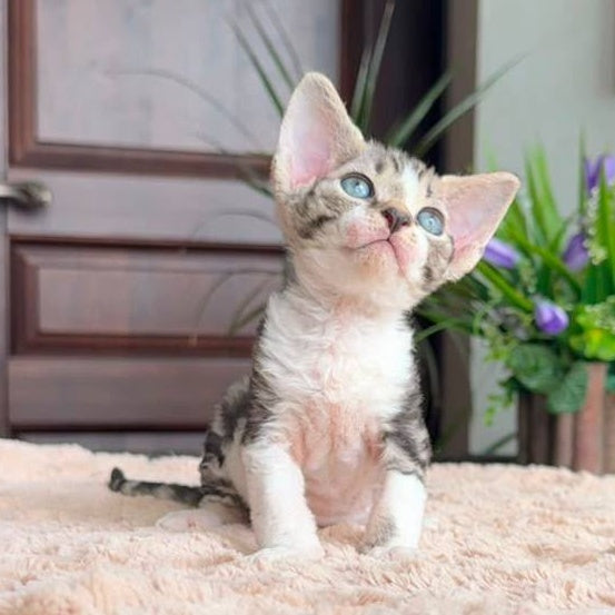 Lily Devon Rex female, black tortie with white tabby