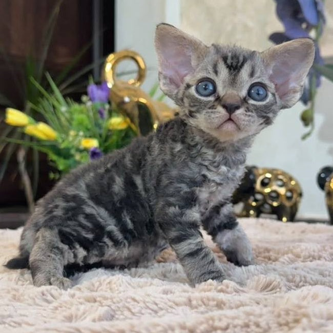 Simba Devon Rex male, black spotted tabby