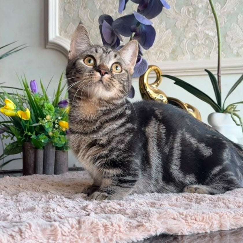 Lambert Munchkin male, black spotted tabby