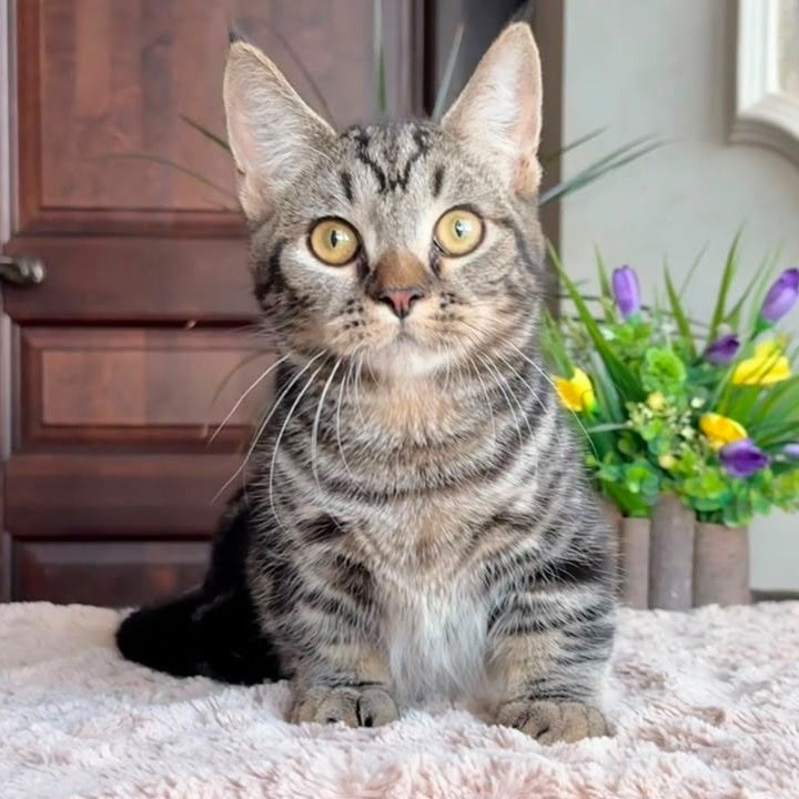 Lambert Munchkin male, black spotted tabby
