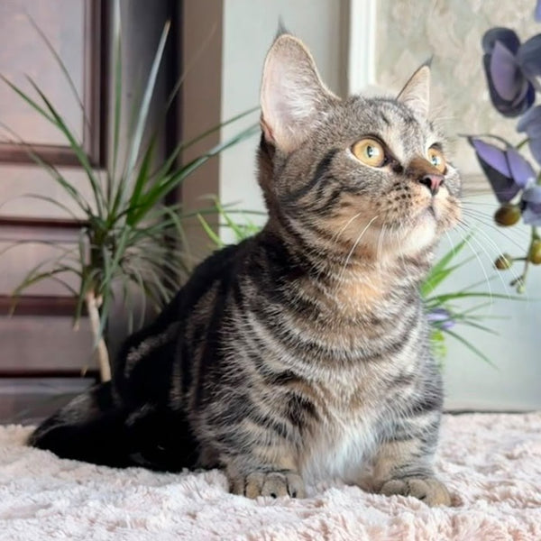 Lambert Munchkin male, black spotted tabby