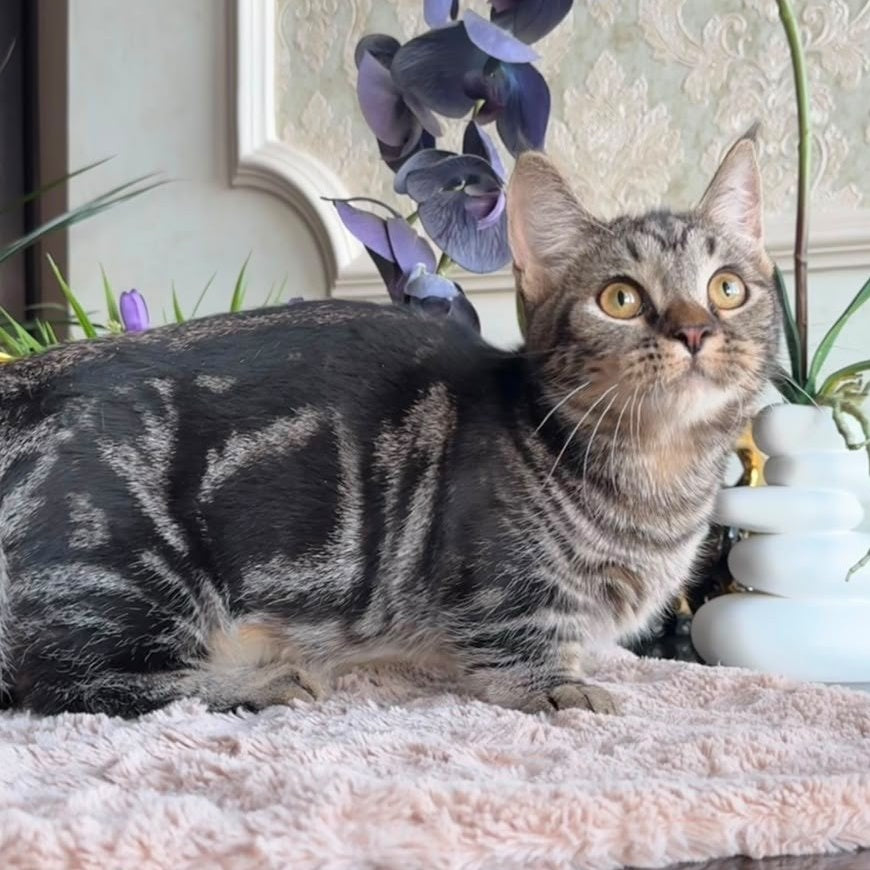 Lambert Munchkin male, black spotted tabby