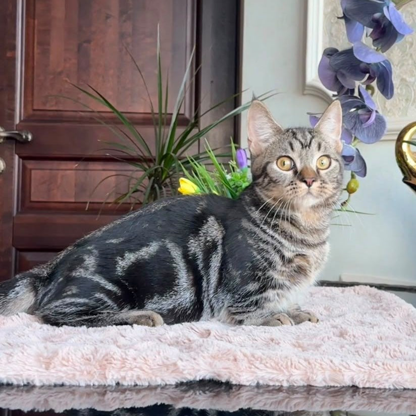 Lambert Munchkin male, black spotted tabby
