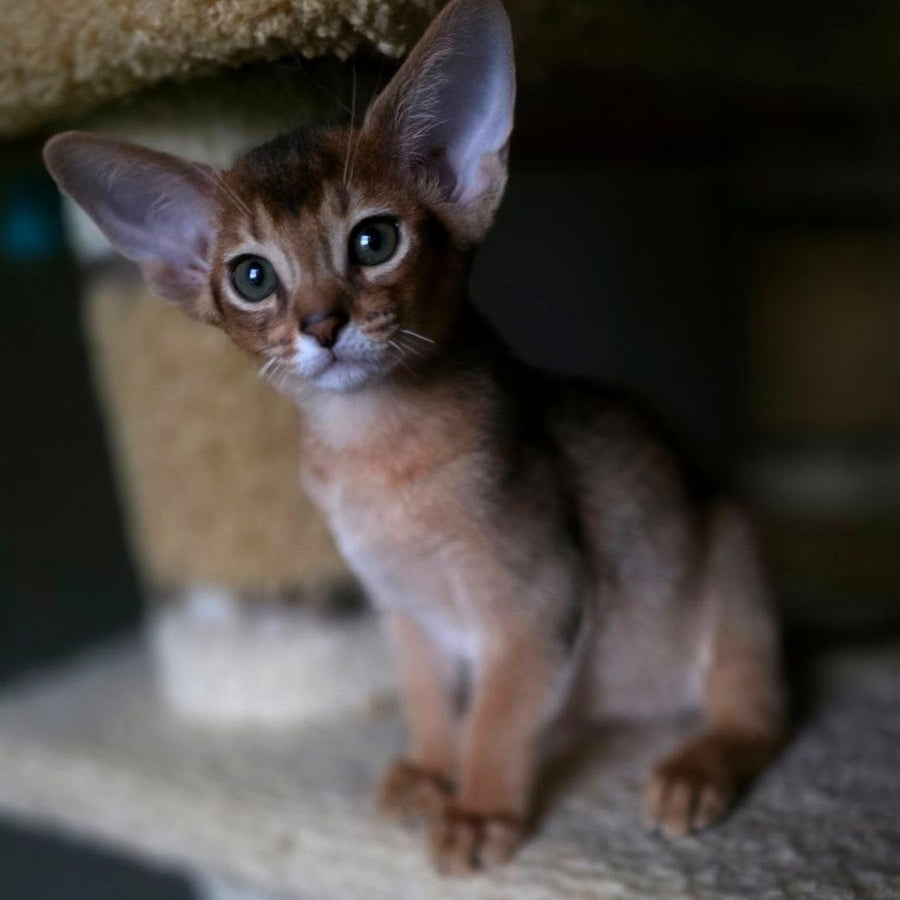 Martin Abyssinian male, ruddy