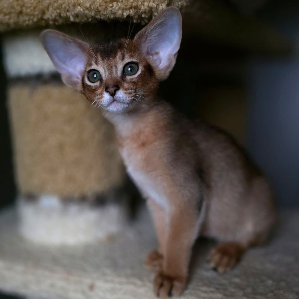 Martin Abyssinian male, ruddy