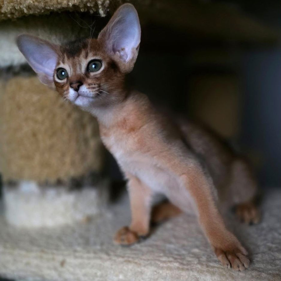 Martin Abyssinian male, ruddy