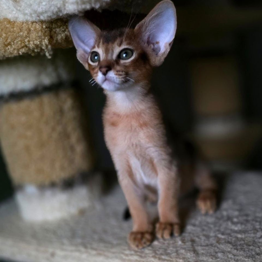 Martin Abyssinian male, ruddy