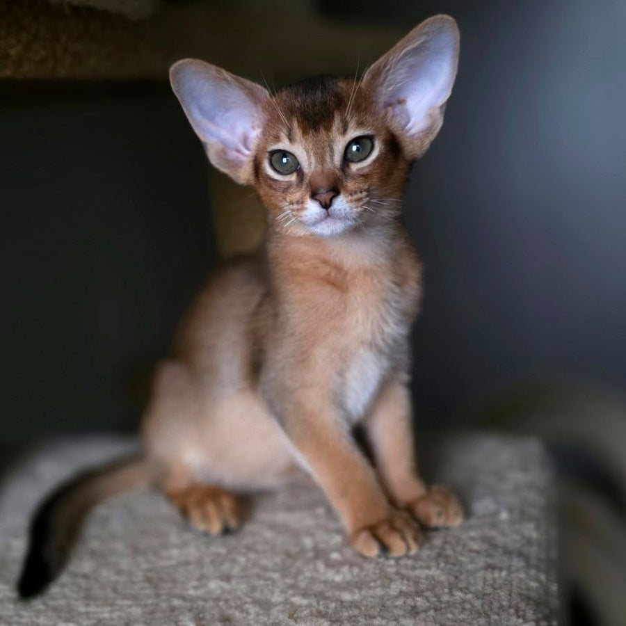 Martin Abyssinian male, ruddy
