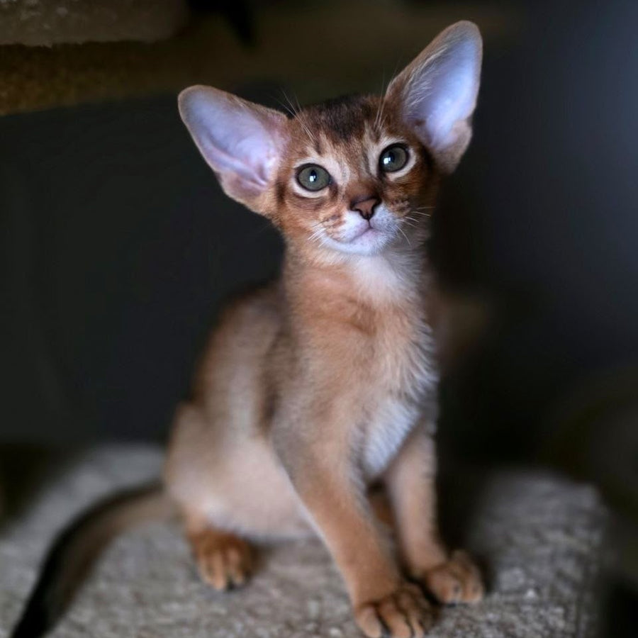 Martin Abyssinian male, ruddy