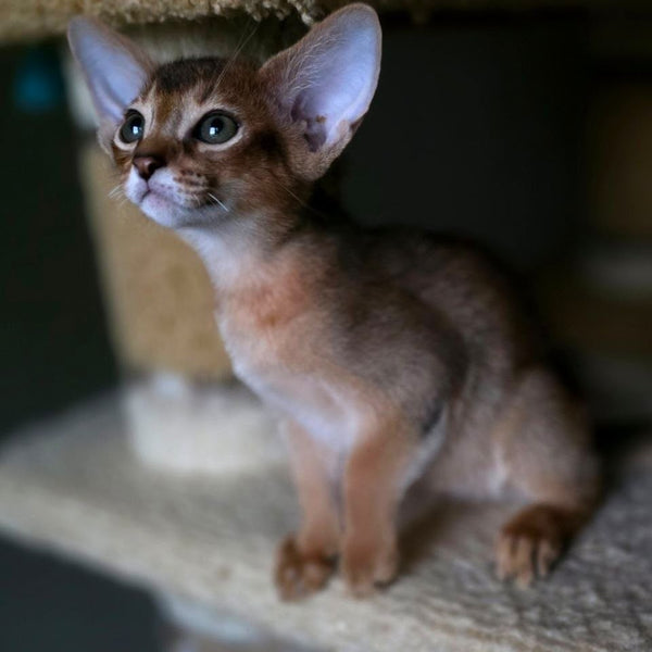 Martin Abyssinian male, ruddy