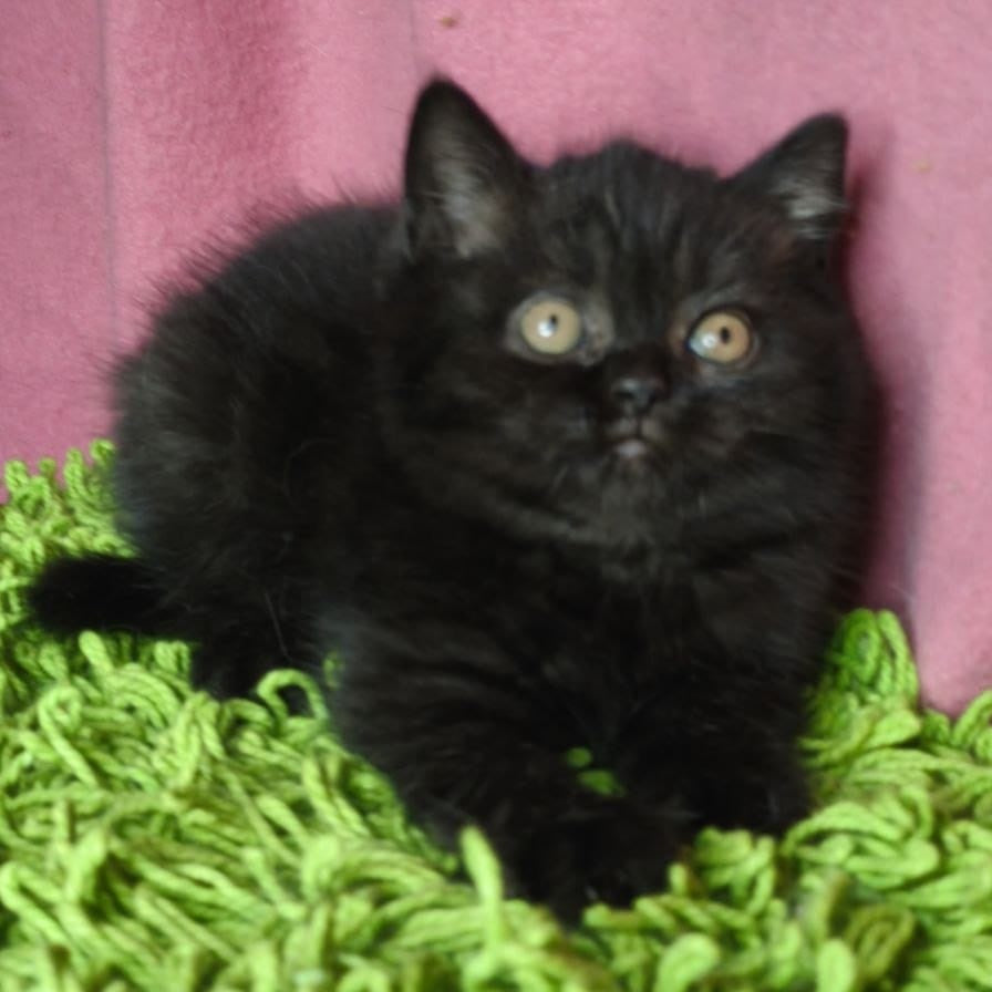 Xanter British Shorthair male, black