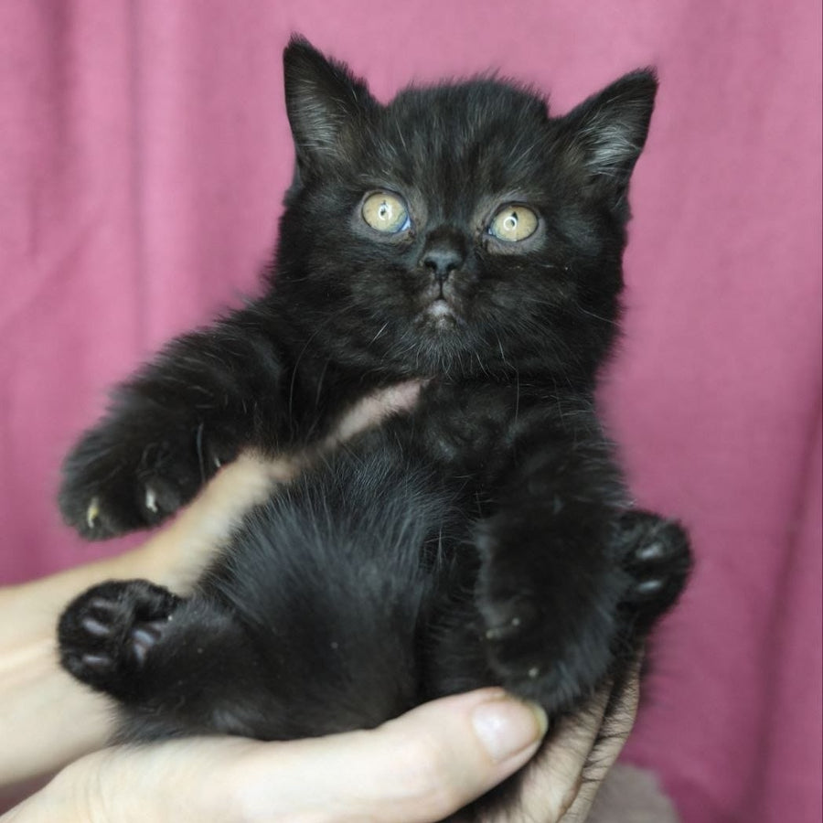 Xanter British Shorthair male, black
