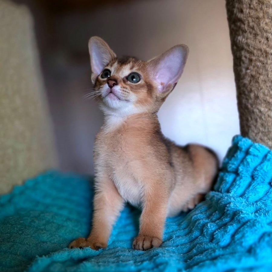 Mia Abyssinian female, ruddy