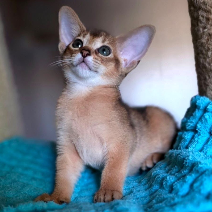 Mia Abyssinian female, ruddy