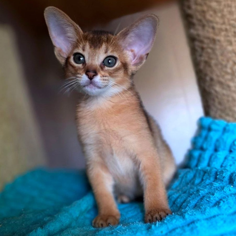 Mia Abyssinian female, ruddy