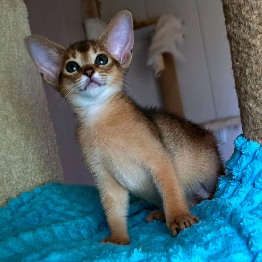 Mia Abyssinian female, ruddy