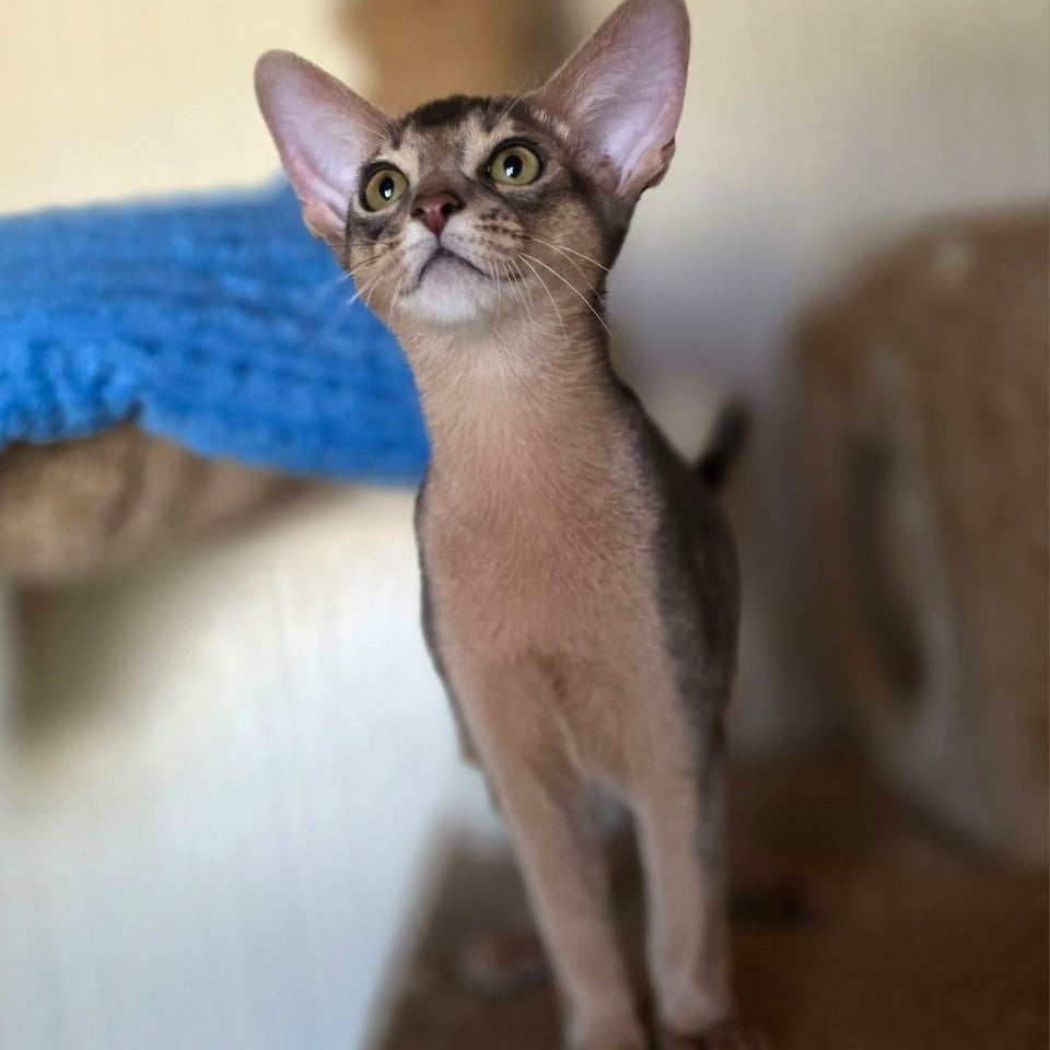 Tim Abyssinian male, blue
