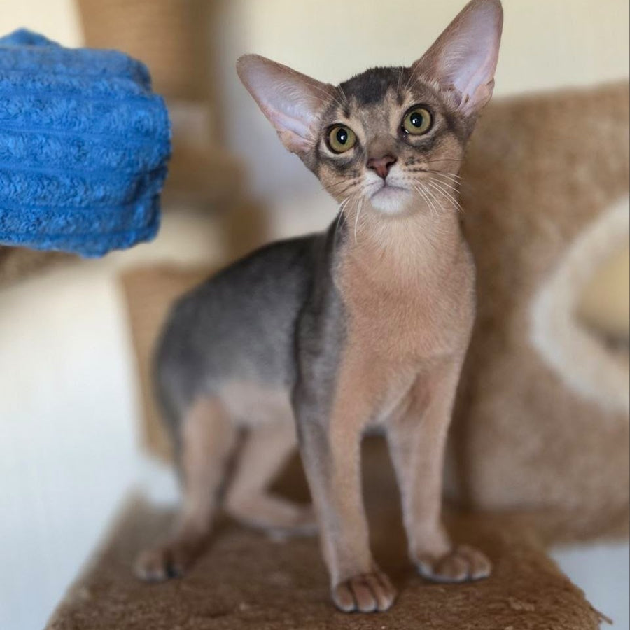 Tim Abyssinian male, blue
