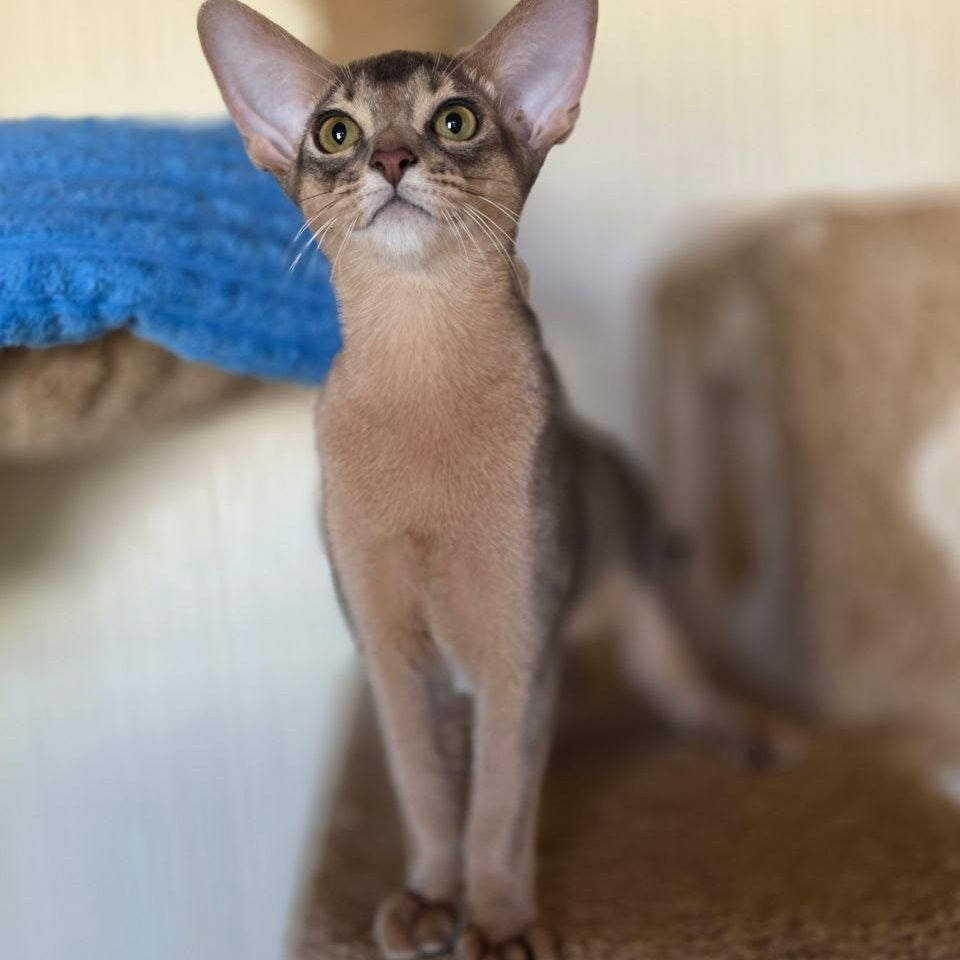 Tim Abyssinian male, blue