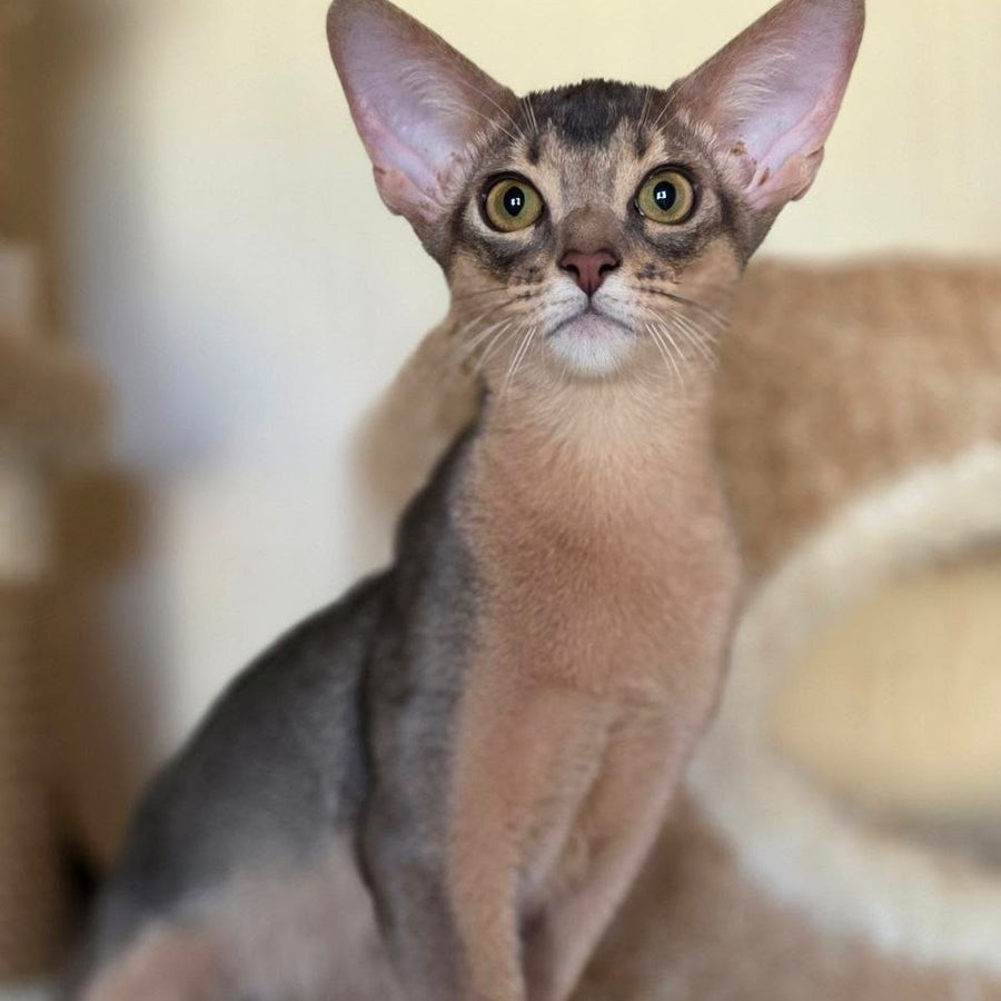 Tim Abyssinian male, blue