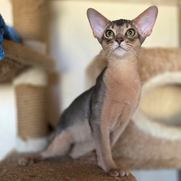 Tim Abyssinian male, blue