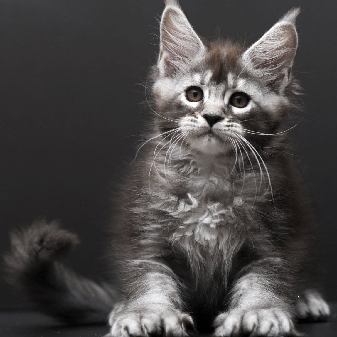 Kiana Maine Coon polydactyl 6x6x6x6 female, black silver ticked tabby