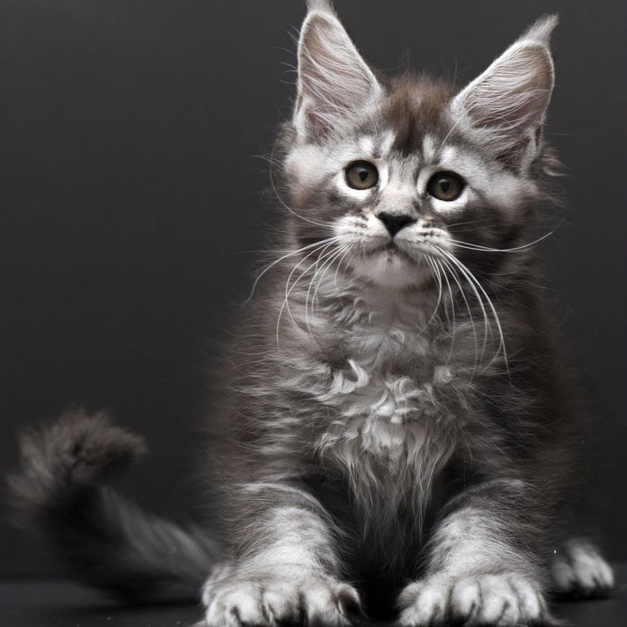 Kiana Maine Coon polydactyl 6x6x6x6 female, black silver ticked tabby
