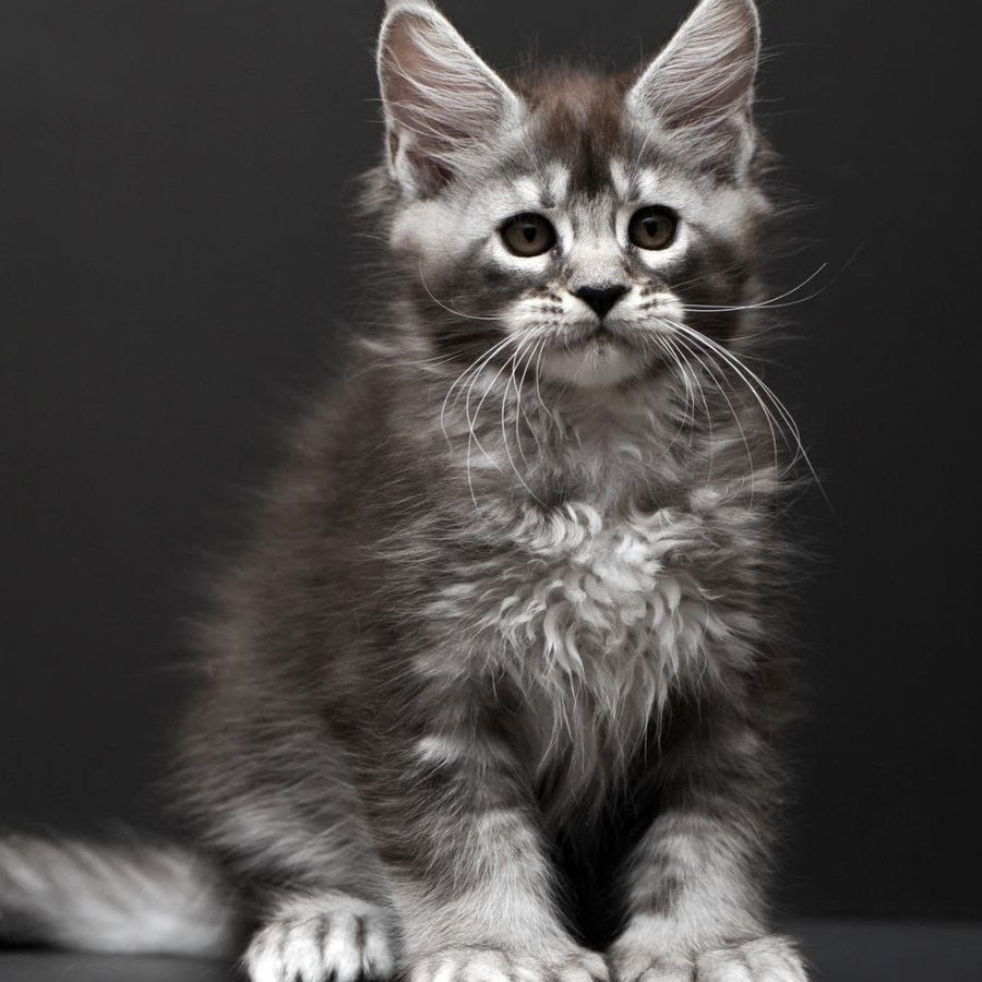 Kiana Maine Coon polydactyl 6x6x6x6 female, black silver ticked tabby