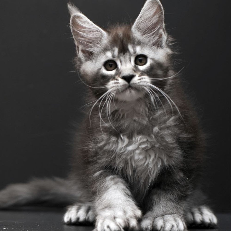 Kiana Maine Coon polydactyl 6x6x6x6 female, black silver ticked tabby