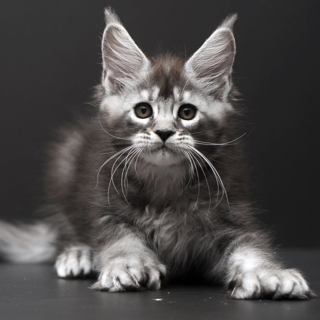 Kiana Maine Coon polydactyl 6x6x6x6 female, black silver ticked tabby