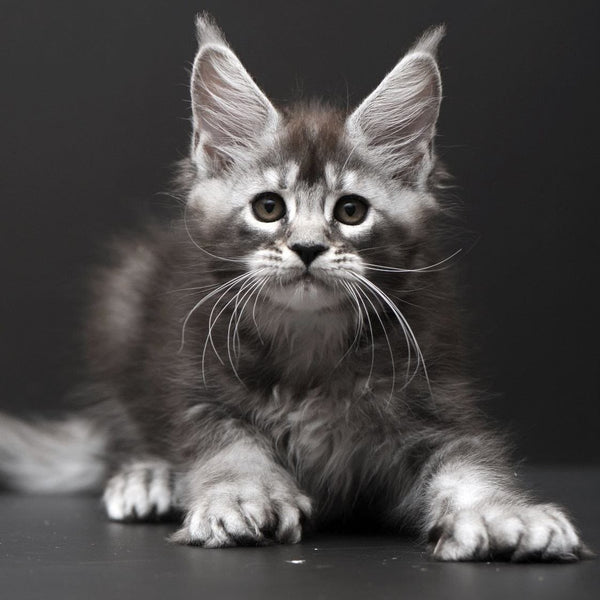 Kiana Maine Coon polydactyl 6x6x6x6 female, black silver ticked tabby