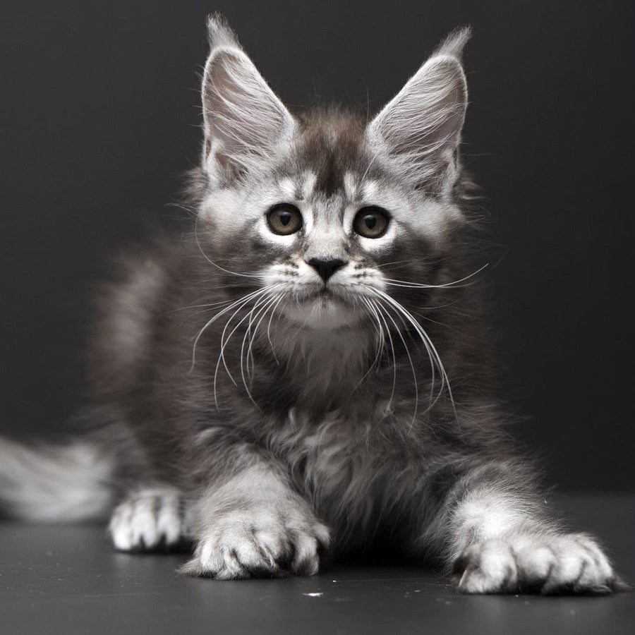 Kiana Maine Coon polydactyl 6x6x6x6 female, black silver ticked tabby