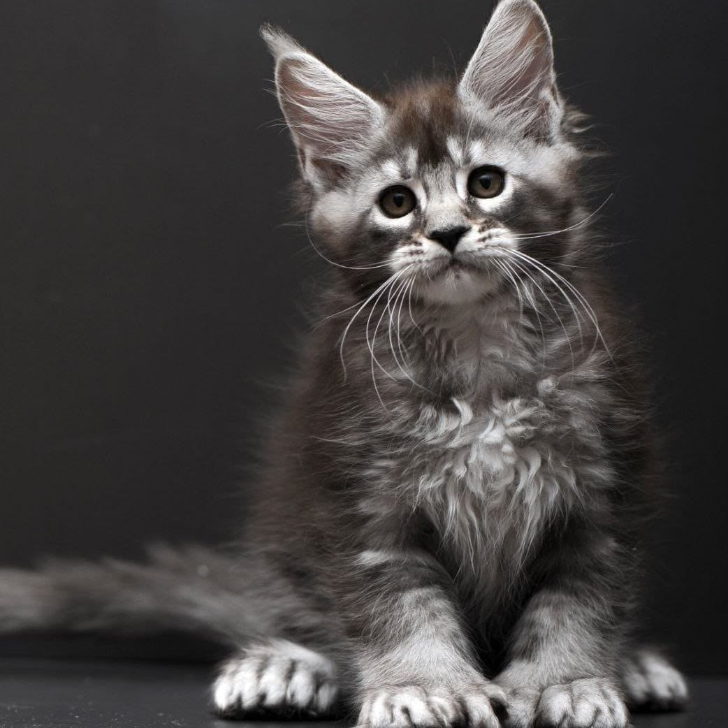 Kiana Maine Coon polydactyl 6x6x6x6 female, black silver ticked tabby