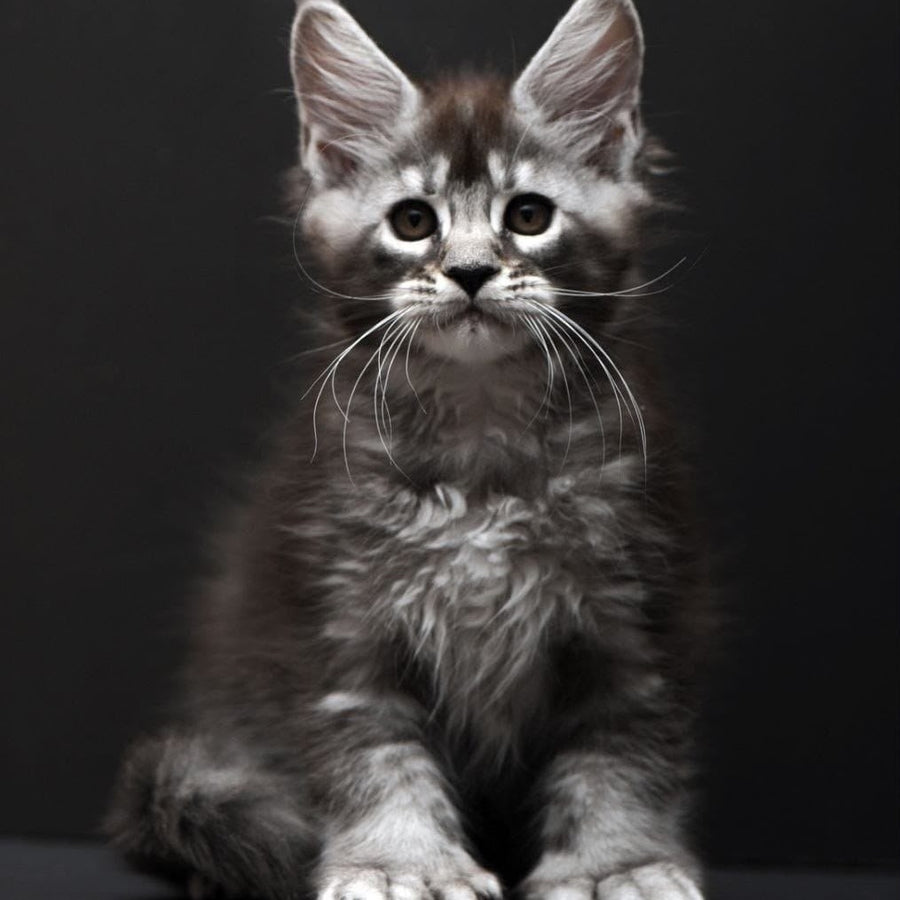 Kiana Maine Coon polydactyl 6x6x6x6 female, black silver ticked tabby