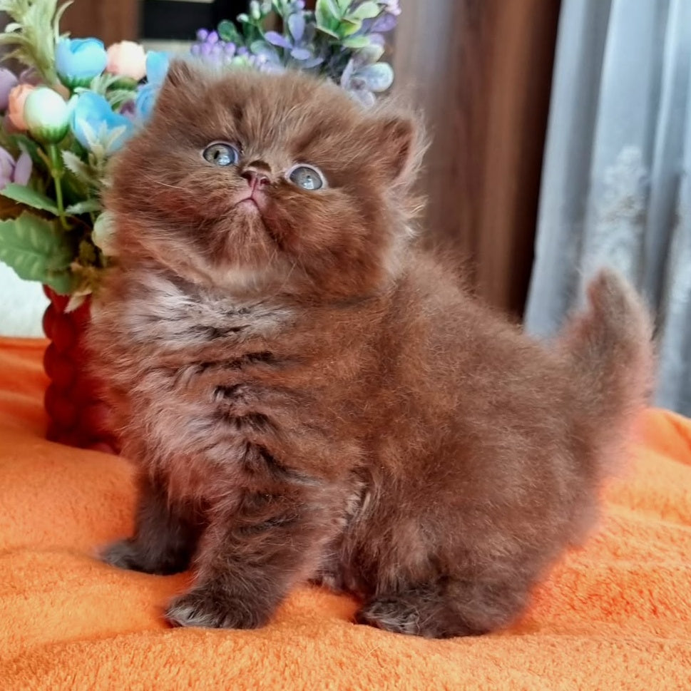 Liana British Longhair female, chocolate