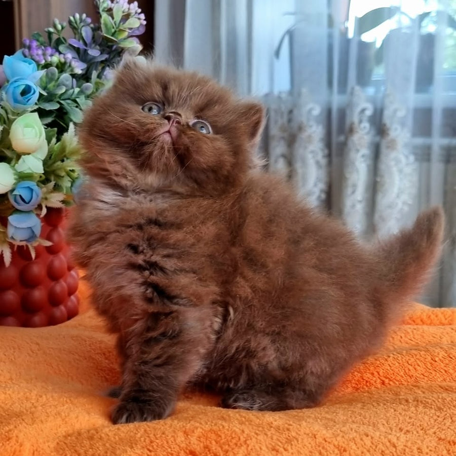 Liana British Longhair female, chocolate