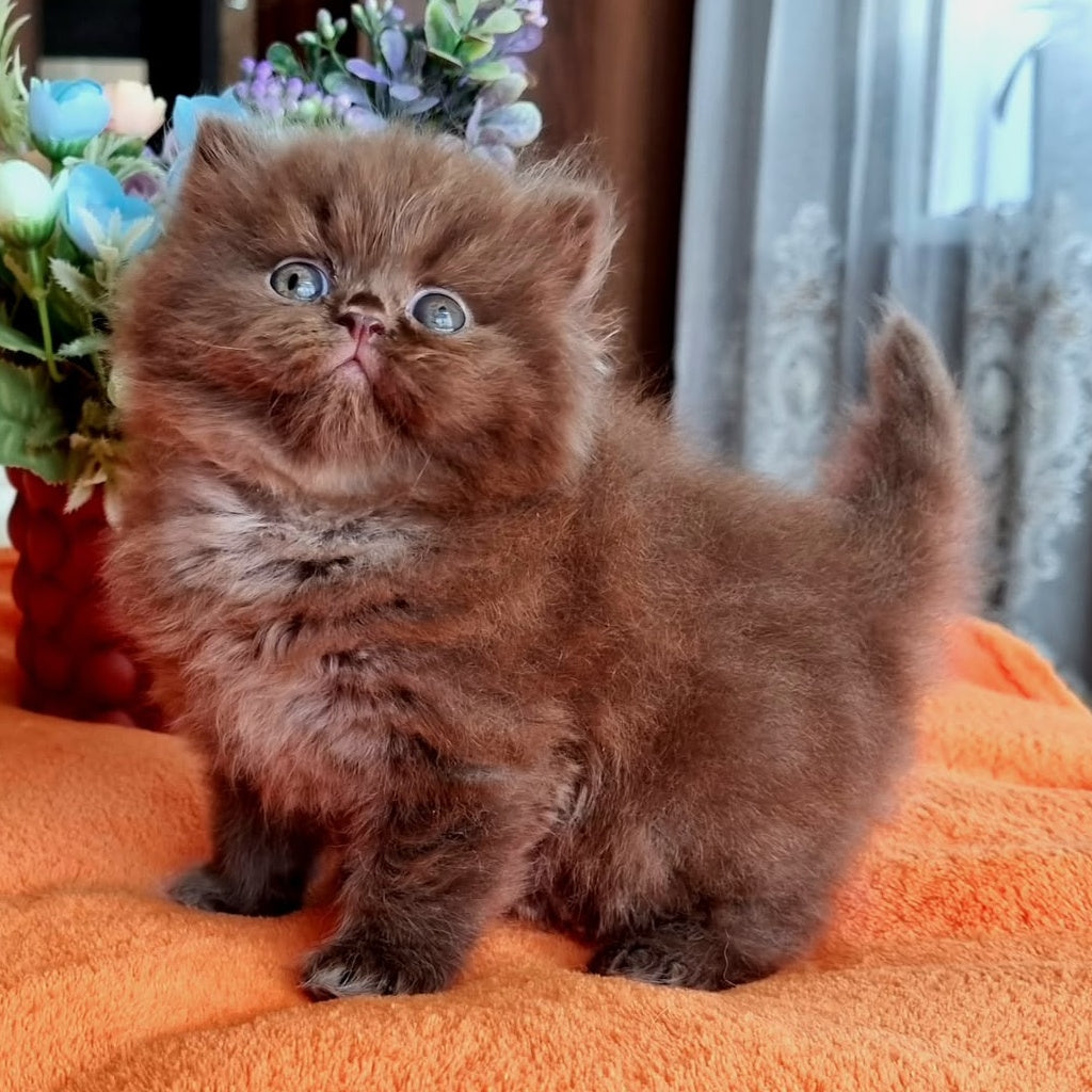 Liana British Longhair female, chocolate