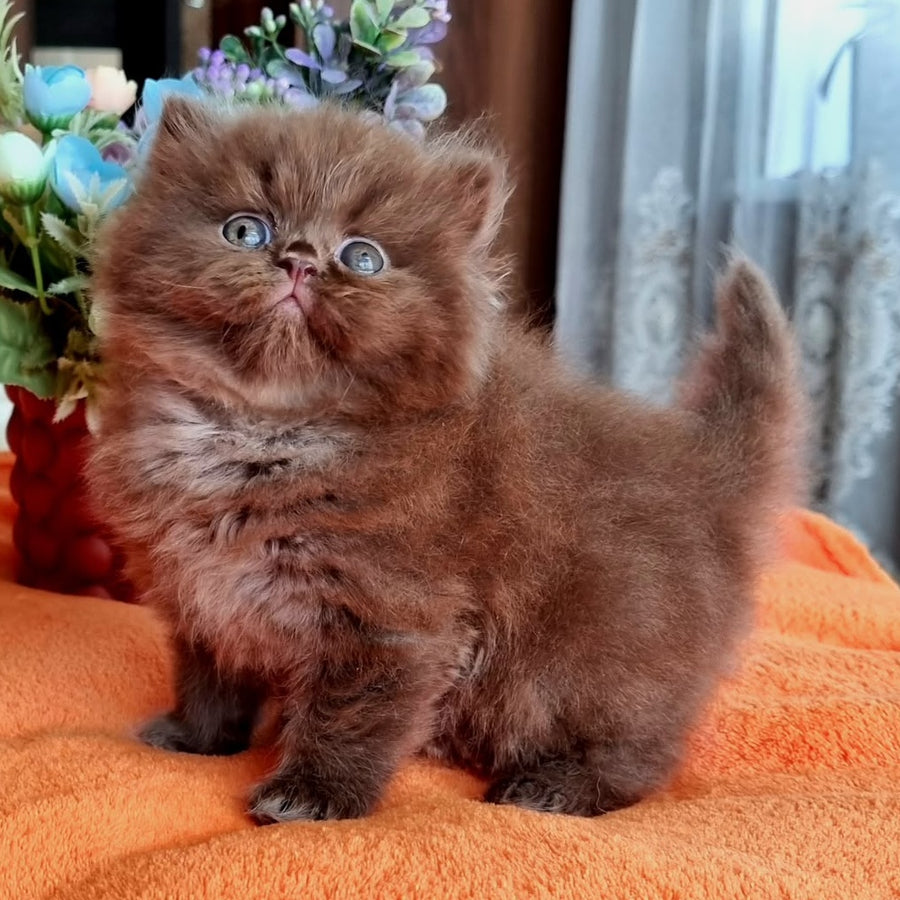 Liana British Longhair female, chocolate