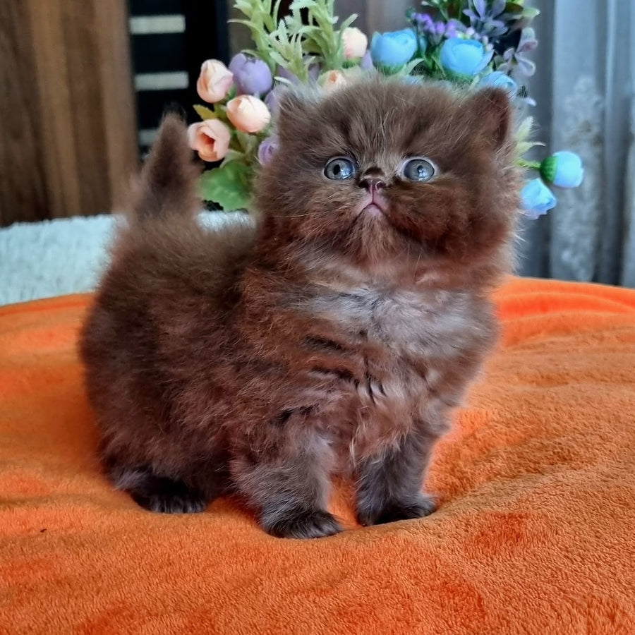 Liana British Longhair female, chocolate