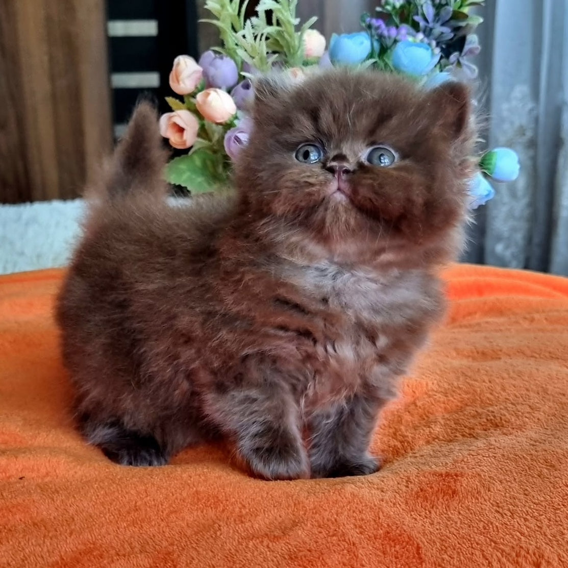 Liana British Longhair female, chocolate