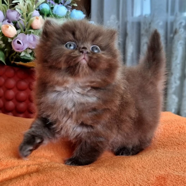 Liana British Longhair female, chocolate