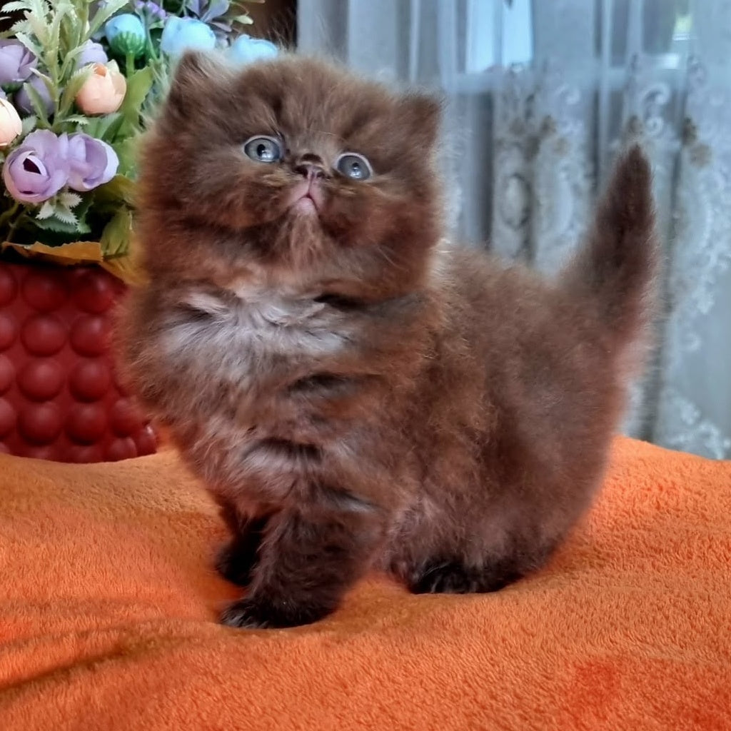 Liana British Longhair female, chocolate