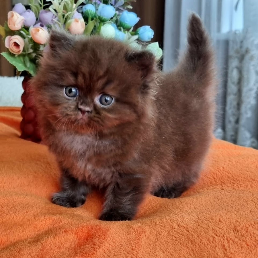 Liana British Longhair female, chocolate