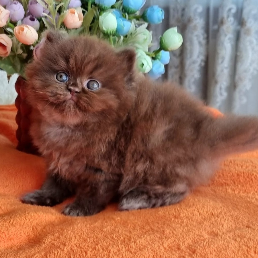 Liana British Longhair female, chocolate